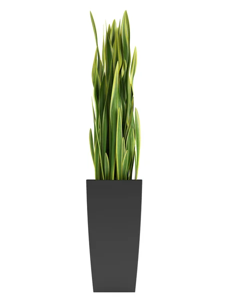 Sansevieria trifasciata, yılan bitki