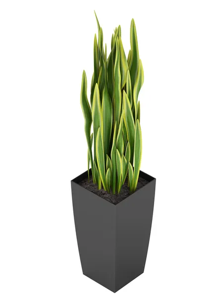 Sansevieria trifasciata, the snake plant — Stock Photo, Image