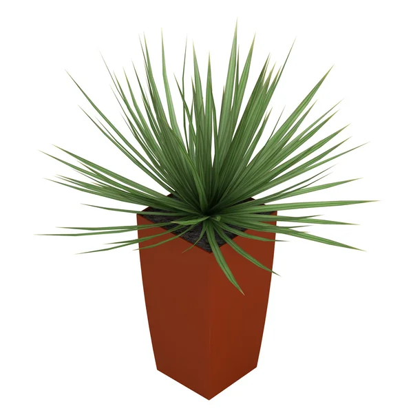 Dracena houseplant in a tall container — Stock Photo, Image