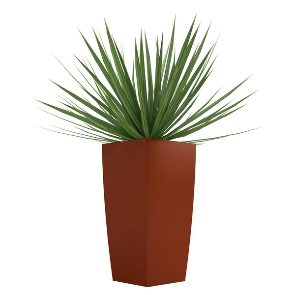 Dracena houseplant in a tall container — Stock Photo, Image