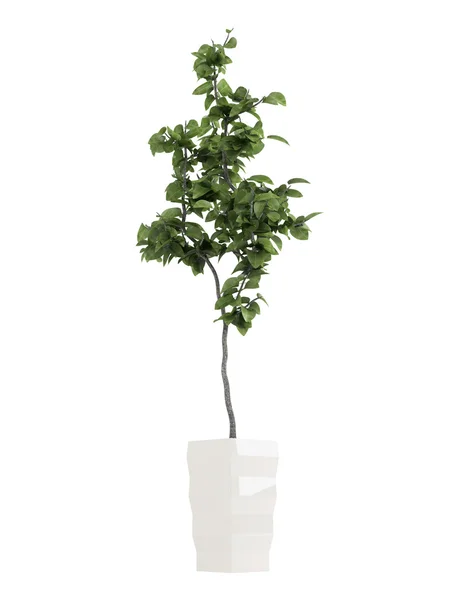 Bay laurel boom Stockfoto