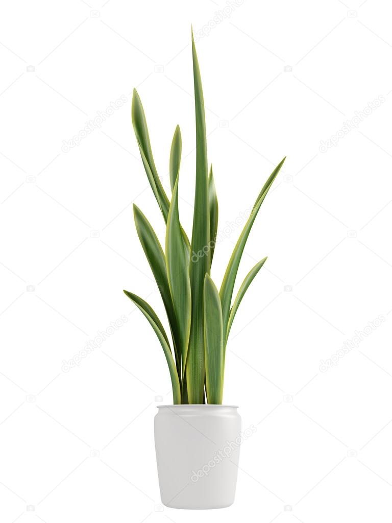 Sansevieria growing in a pot