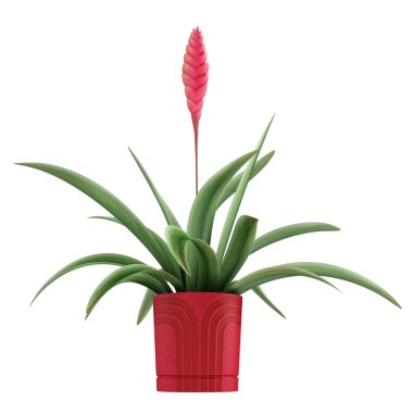 çiçekli pembe vriesia