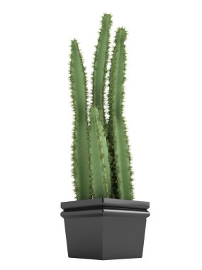 Pilosocereus cactus or hairy cactus clipart