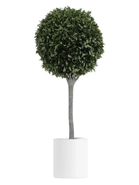 Myrtus topiary tree — Stock Photo, Image