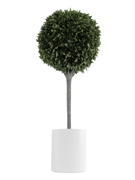 Myrtus formklippta träd — Stockfoto