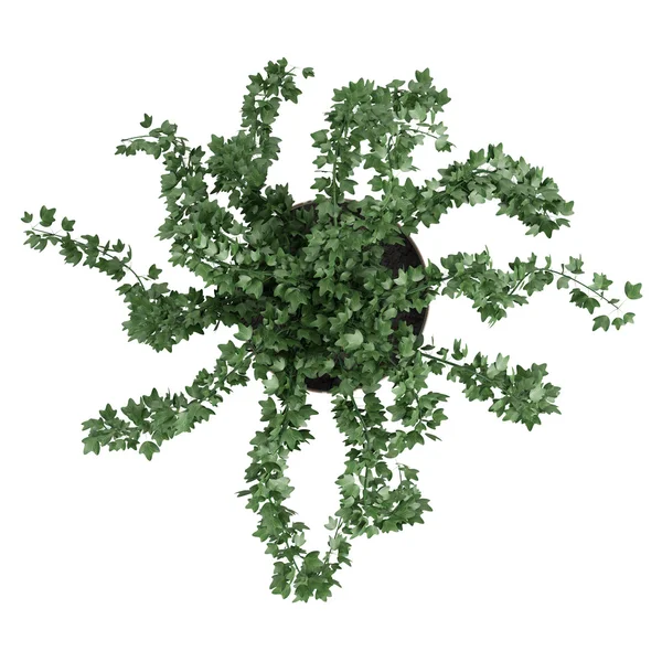 Ivy trailing over a container — Stock Photo, Image