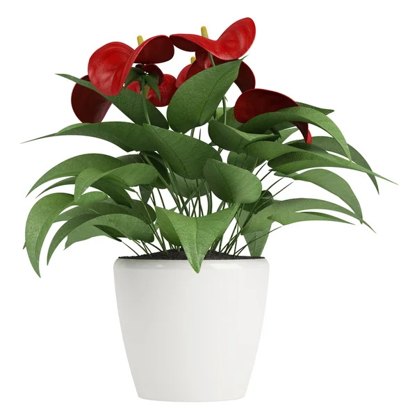 Rote Anthurium-Blüten — Stockfoto