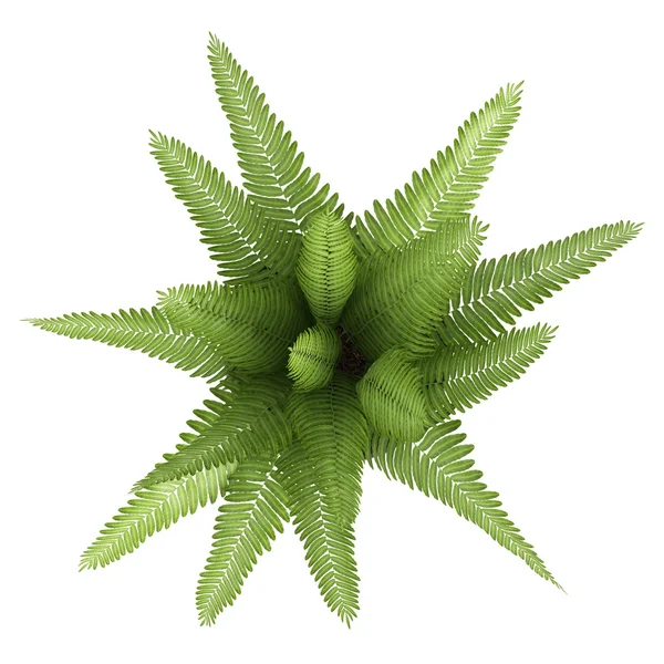 Nephrolepis fern krukväxt — Stockfoto