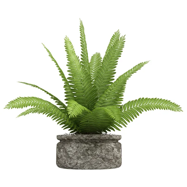 Nephrolepis fern krukväxt — Stockfoto