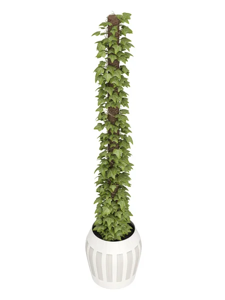 Ivy houseplant covering a support — Stock Photo, Image