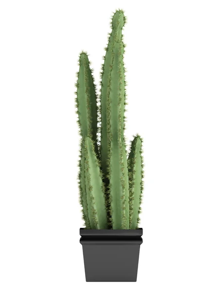 Pilosocereus kaktus eller håriga kaktus — Stockfoto