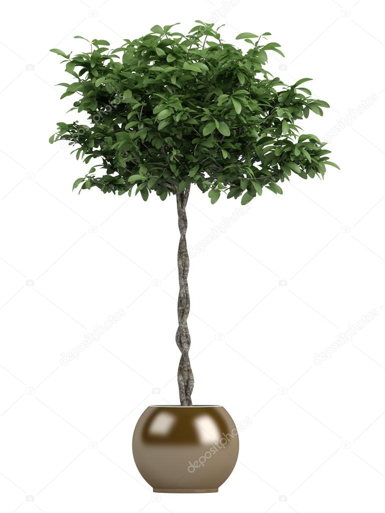 Money Tree 11