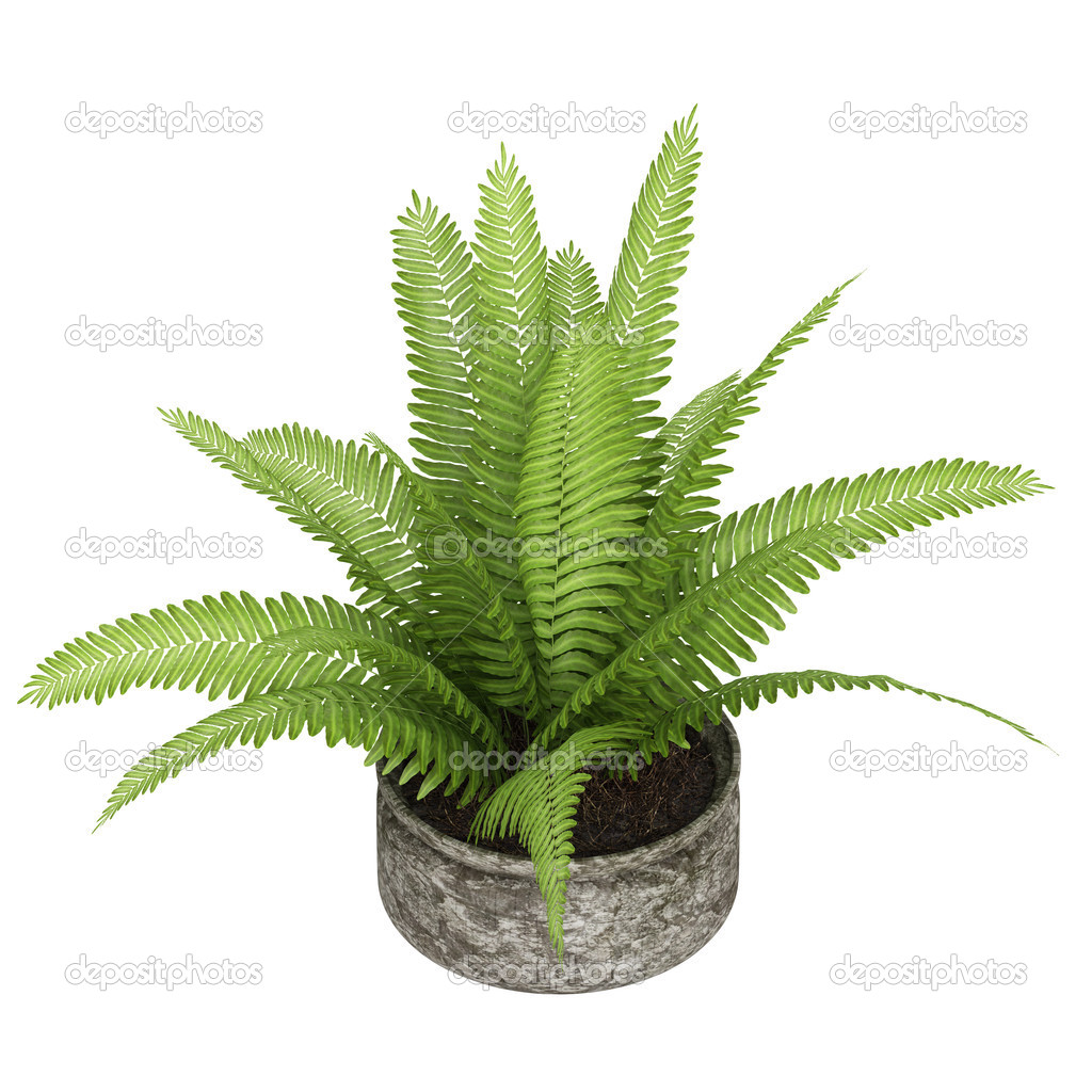 Nephrolepis fern houseplant