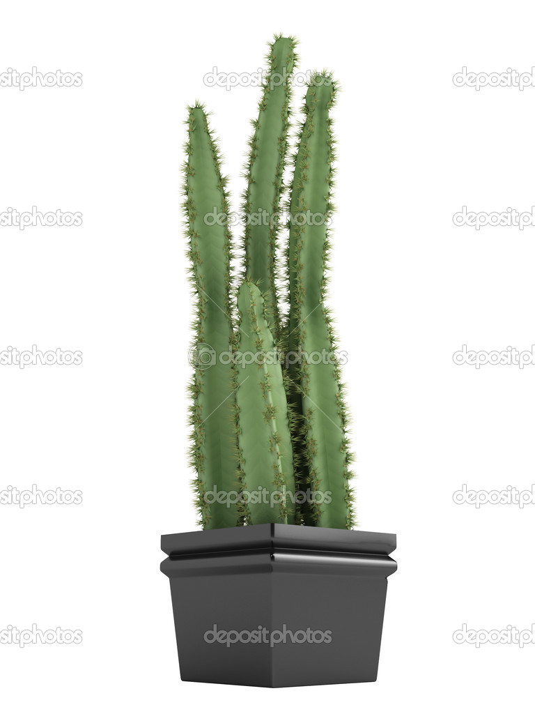 Pilosocereus cactus or hairy cactus