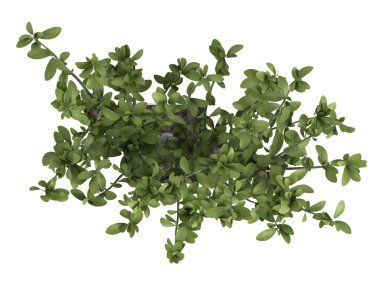 Bonsai ağacı yeşil bir tencerede