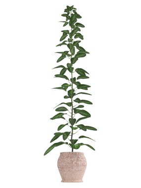 Tencerede bonsai ağacı