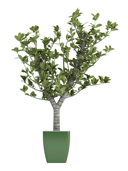 Árbol de bonsái en una olla verde — Foto de Stock