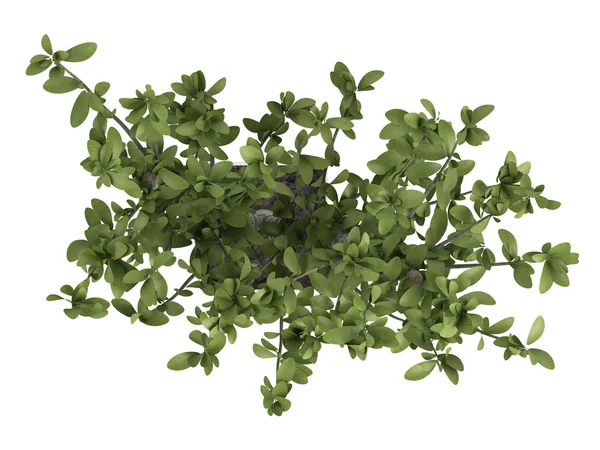 Bonsai träd i en grön kruka — Stockfoto