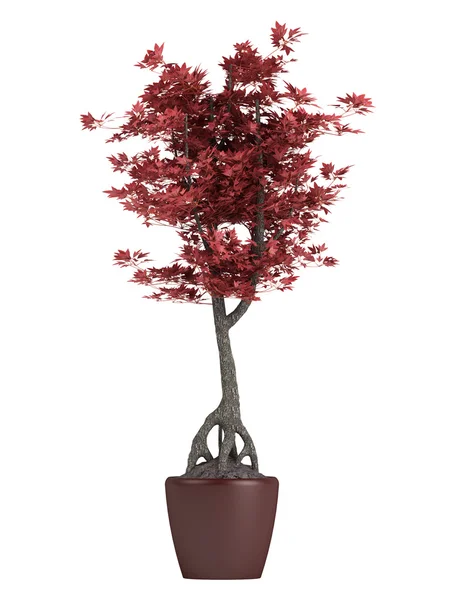 Red bonsai tree in a pot — Stock Photo, Image