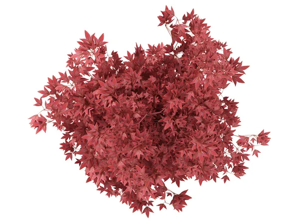 Červená bonsaje strom v květináči — Stock fotografie