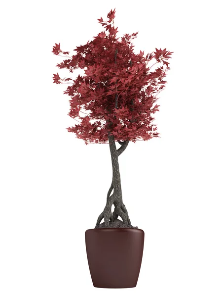 Red bonsai tree in a pot — Stock Photo, Image