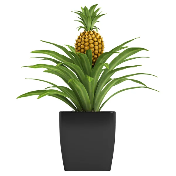 Termésükért termesztett ananász-növény — Stock Fotó
