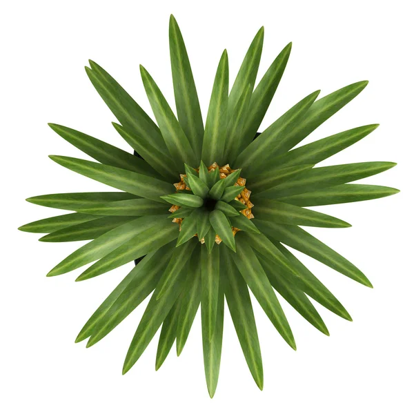 Vruchtlichamen ananas plant — Stockfoto