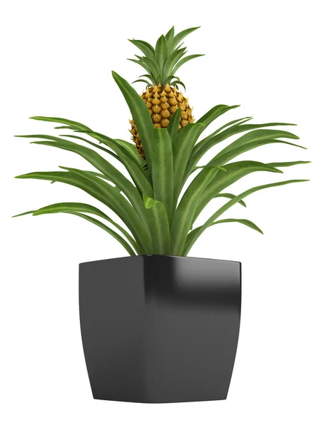 Planta de piña fructífera — Foto de Stock