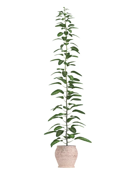 Bonsai träd i en gryta — Stockfoto