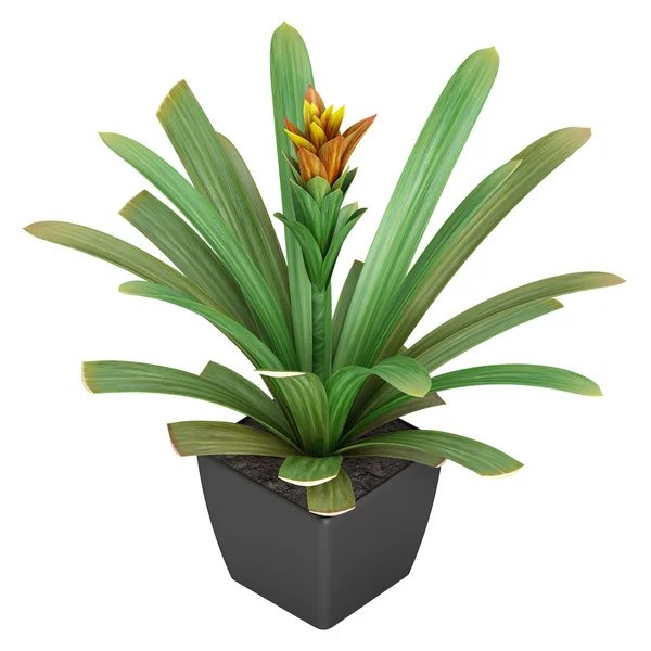 Planta guzmania con flores — Foto de Stock