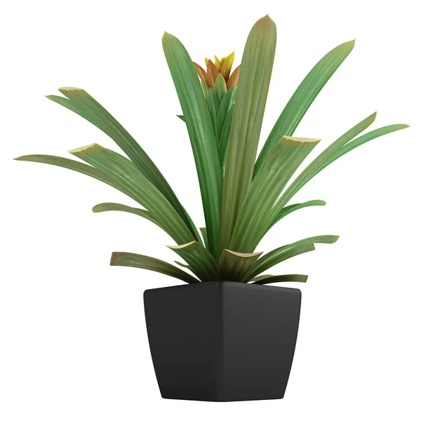 Flowering guzmania plant — Stock Photo, Image