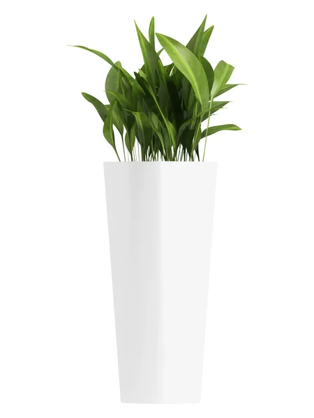 Aspidistra in triangular container — Stock Photo, Image