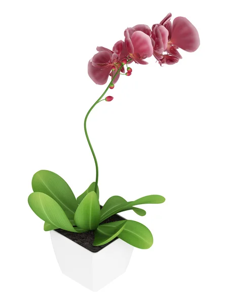 Orquídea phalaenopsis púrpura —  Fotos de Stock