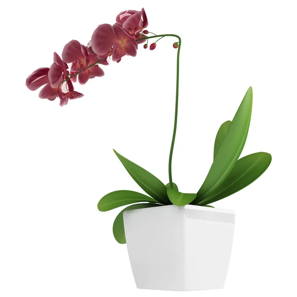 Orquídea de falaenopsis roxa — Fotografia de Stock