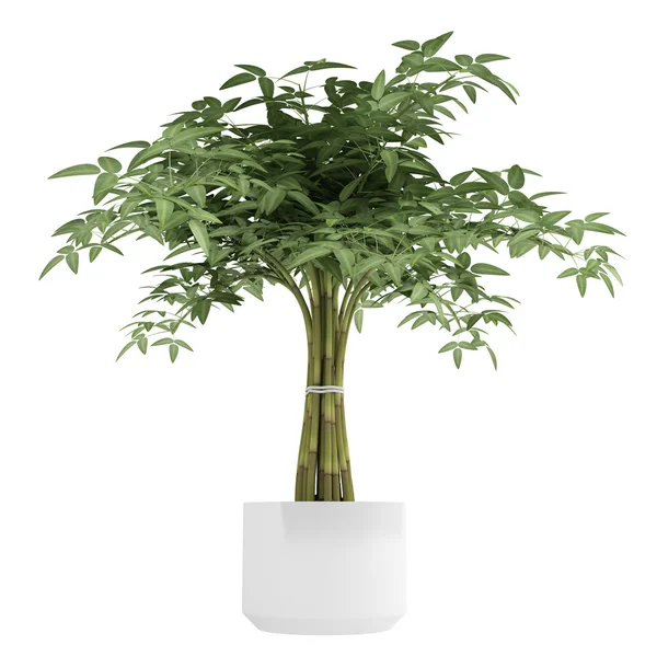 Decoratieve bambpoo kamerplant Stockfoto