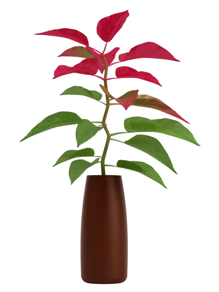 Huis plant met groene en rode bladeren — Stockfoto