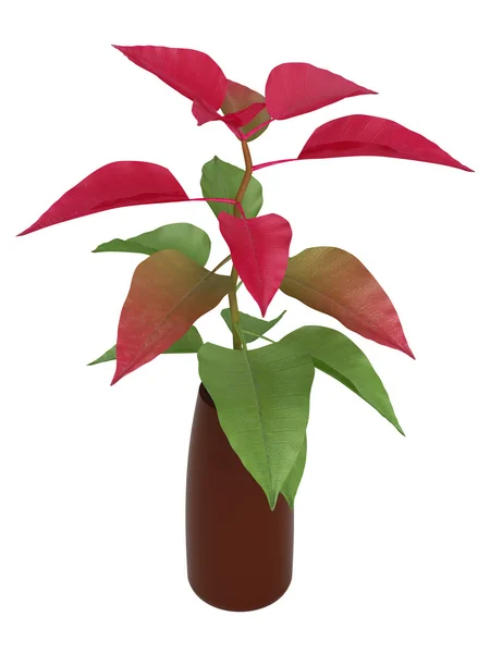 Casa planta com folhas verdes e vermelhas — Fotografia de Stock