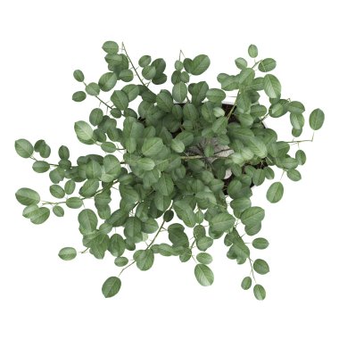 Tencerede bonsai ağacı