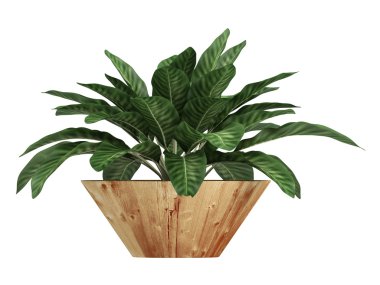 dieffenbachia alacalı yaprakları ile