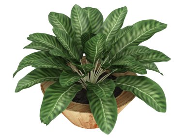 dieffenbachia alacalı yaprakları ile