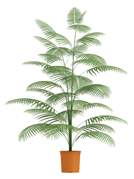 Chamaedorea palm in container — Stock Photo, Image