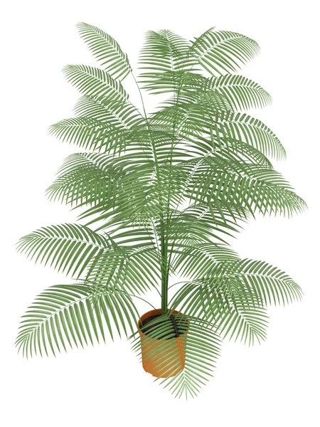 Palma chamaedorea w pojemniku — Zdjęcie stockowe