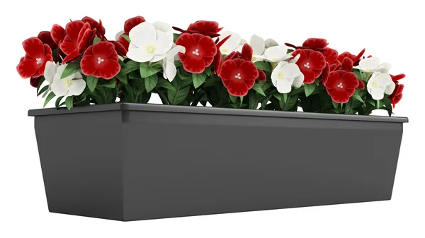 madagascan deniz salyangozu pencere kutu