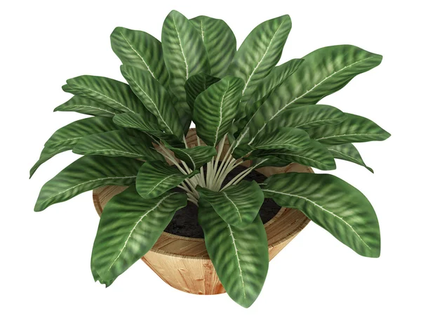 Dieffenbachia with variegated leaves — Stock Photo, Image