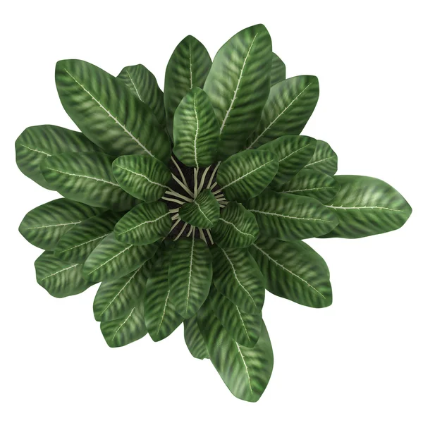 Dieffenbachia with variegated leaves — Stock Photo, Image