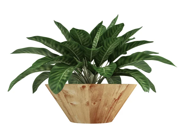 Dieffenbachia with variegated leaves — Stock Photo, Image