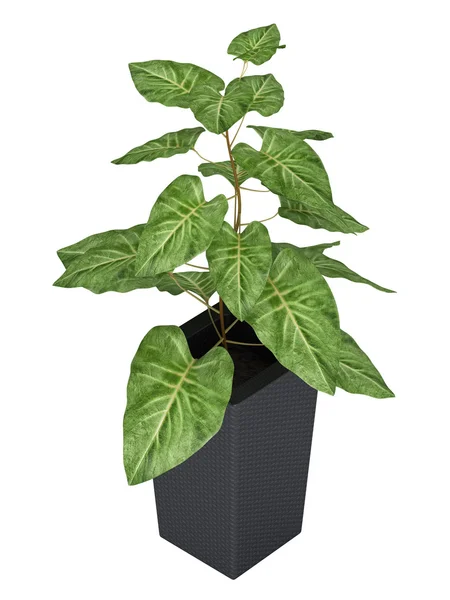Ornamental Syngonium houseplant — Stock Photo, Image