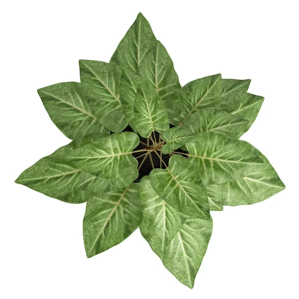 Syngonium ozdobnych Roślina doniczkowa — Zdjęcie stockowe