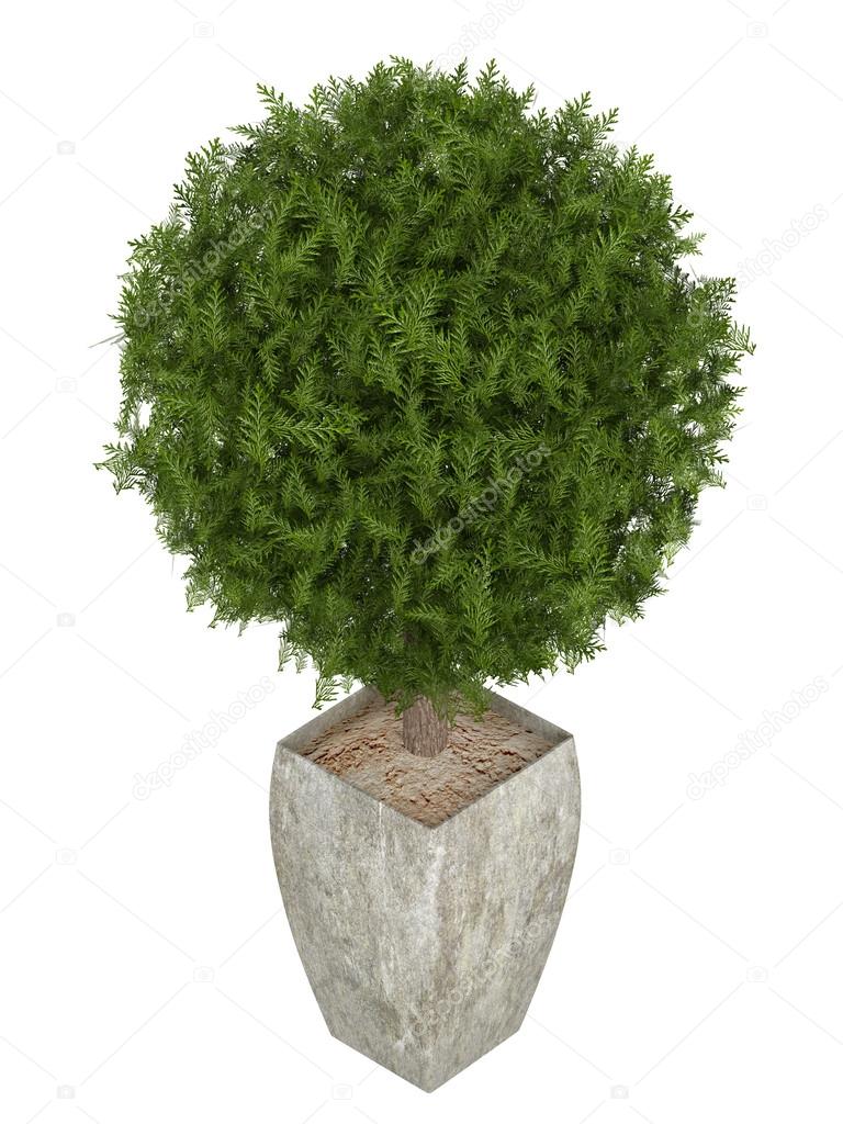 Evergreen cypress topiary tree